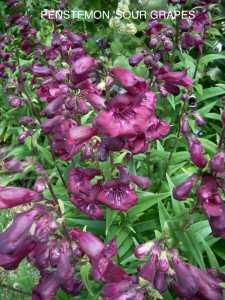 Penstemon 'Sour Grapes'